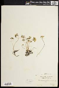 Anemonella thalictroides image