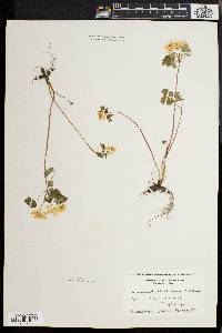 Anemonella thalictroides image