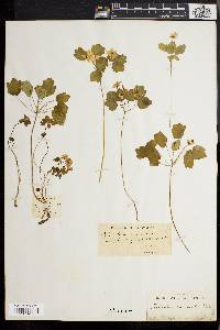 Anemonella thalictroides image