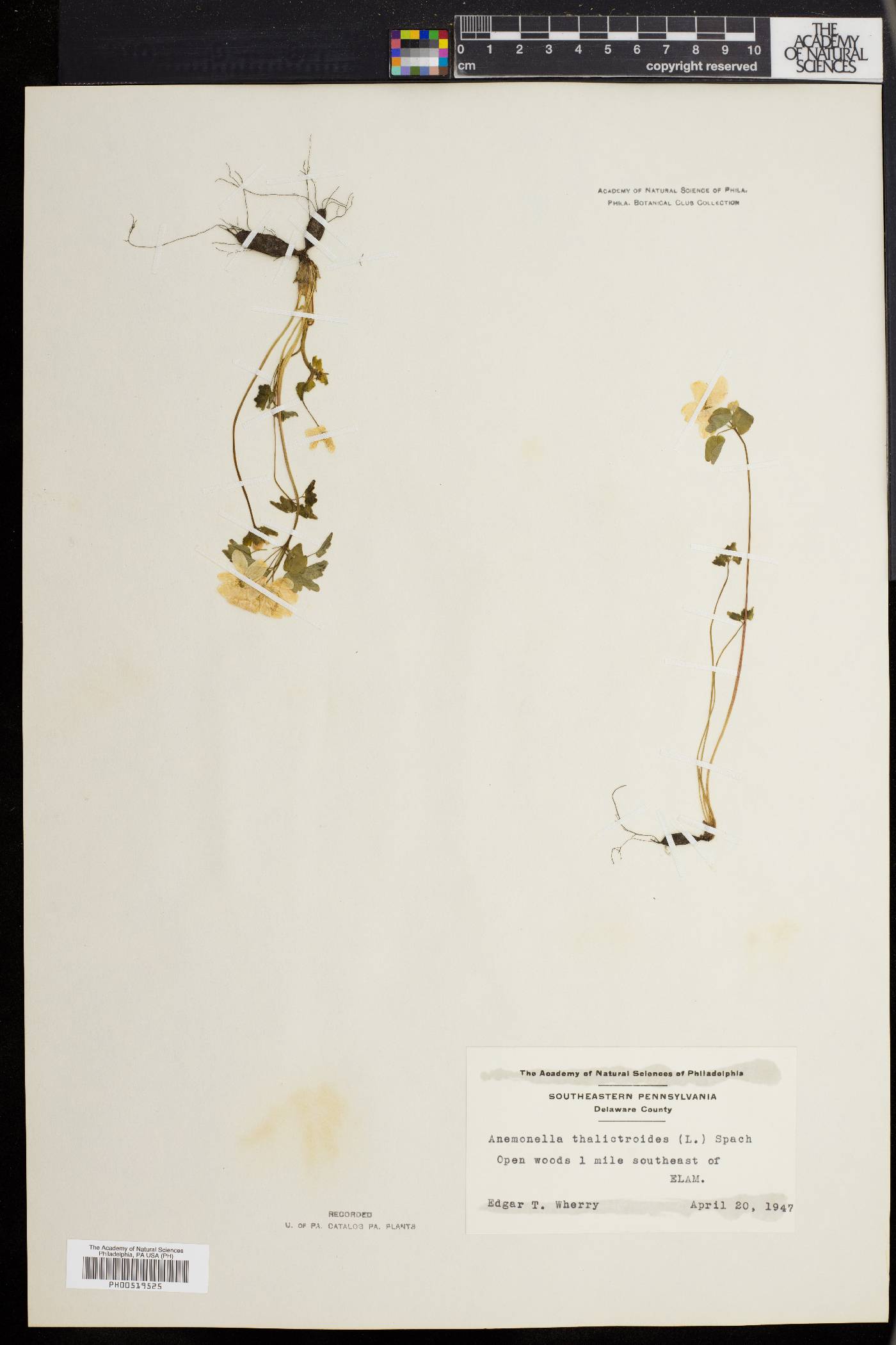 Anemonella image