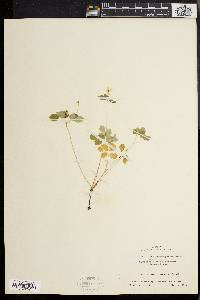 Anemonella thalictroides image