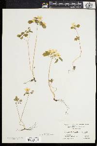 Anemonella thalictroides image