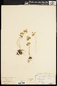 Anemonella thalictroides image