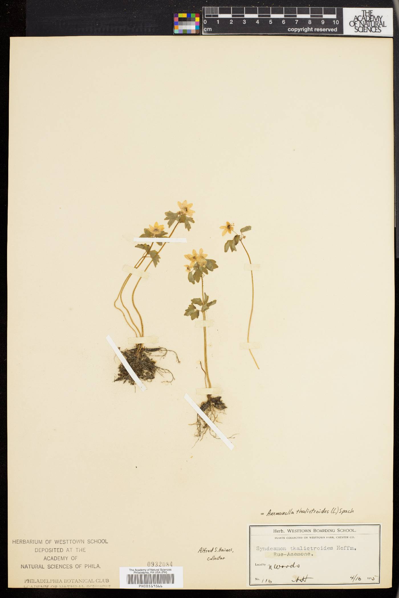 Anemonella thalictroides image