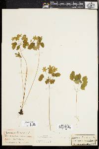 Anemonella thalictroides image