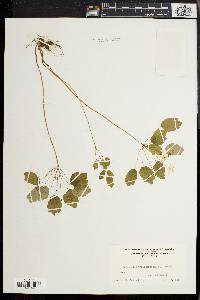 Anemonella thalictroides image