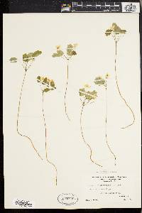 Anemonella thalictroides image
