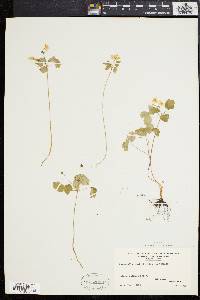 Anemonella thalictroides image