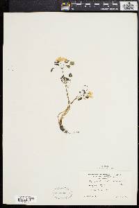 Anemonella thalictroides image