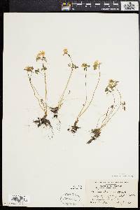 Anemonella thalictroides image