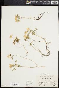 Anemonella thalictroides image