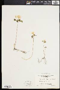 Anemonella thalictroides image