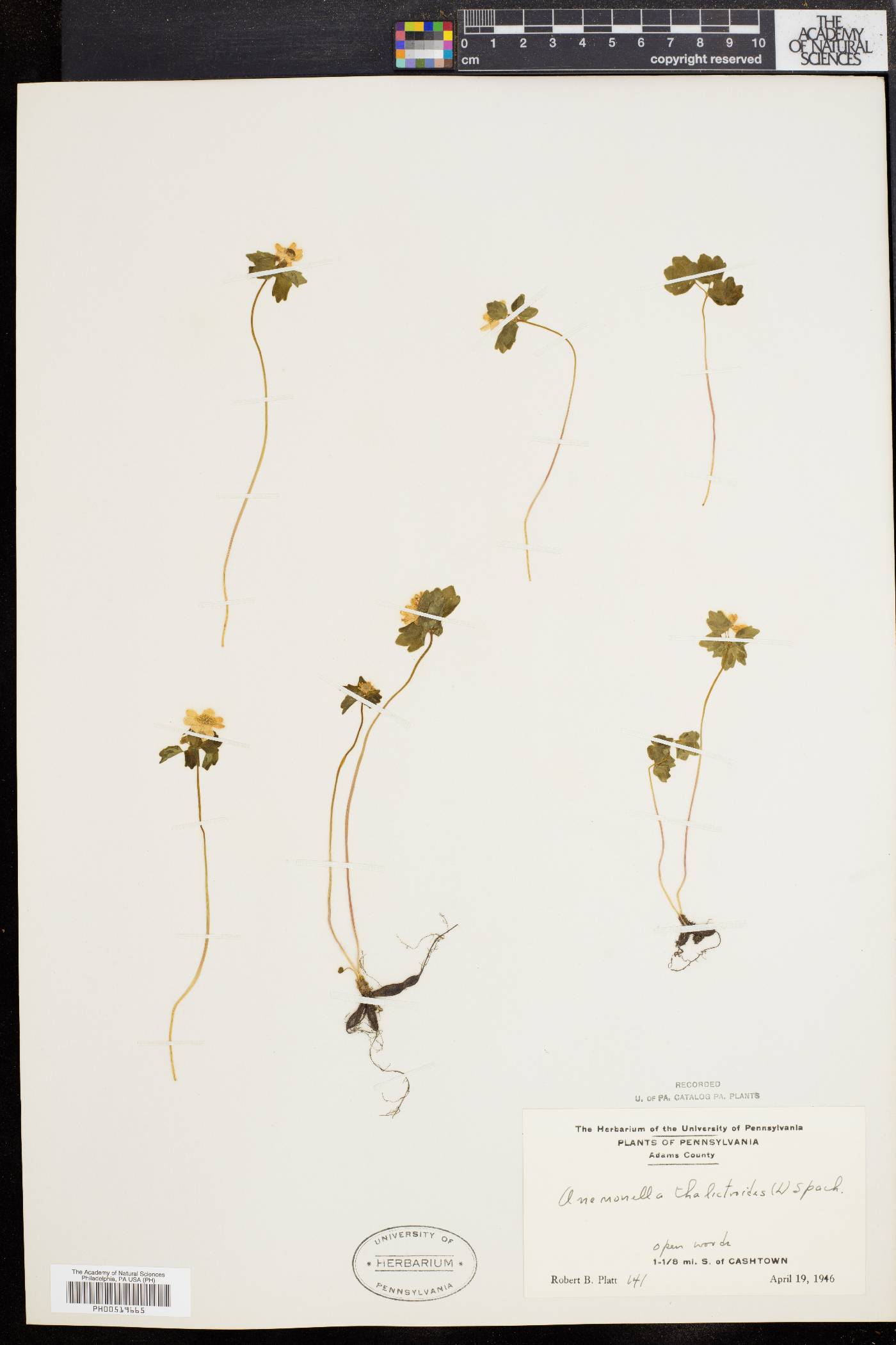 Anemonella thalictroides image