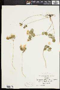 Anemonella thalictroides image