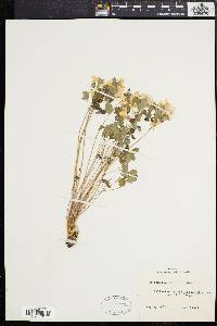 Anemonella thalictroides image