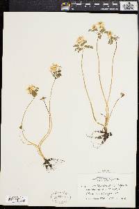 Anemonella thalictroides image