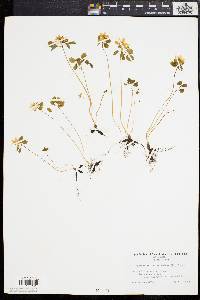 Anemonella thalictroides image