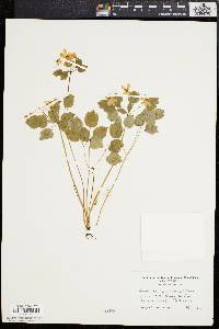 Anemonella thalictroides image