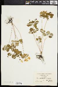 Anemonella thalictroides image
