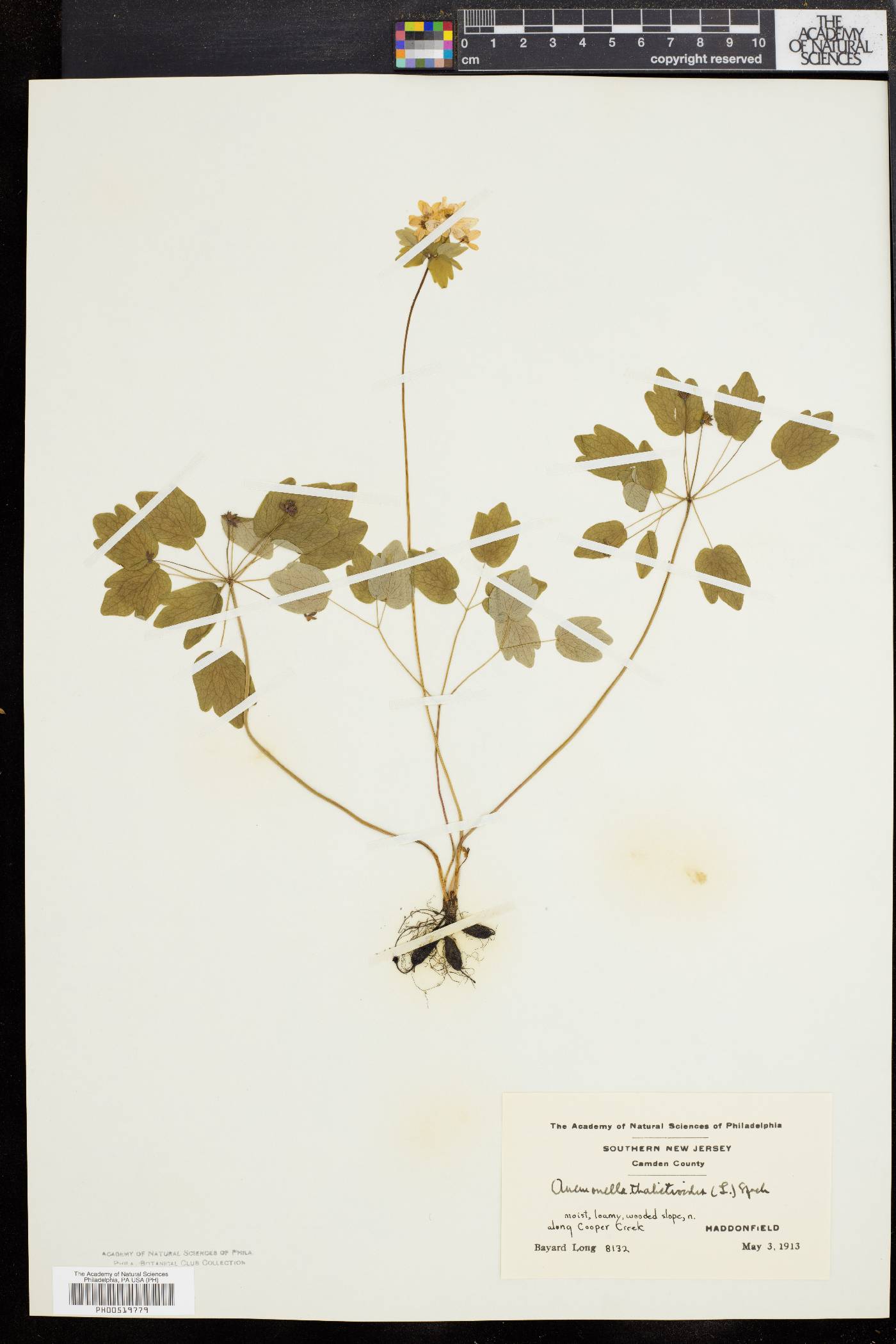 Anemonella thalictroides image