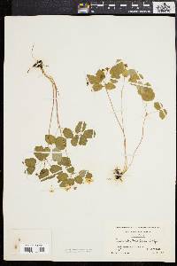 Anemonella thalictroides image
