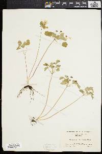 Anemonella thalictroides image
