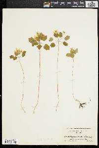 Anemonella thalictroides image