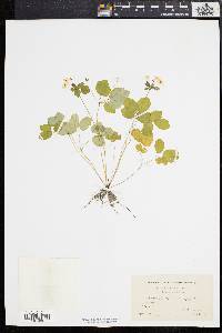 Anemonella thalictroides image