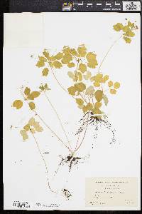 Anemonella thalictroides image