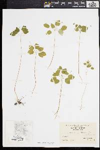 Anemonella thalictroides image