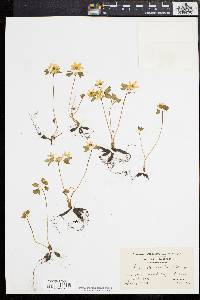 Anemonella thalictroides image
