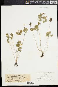 Anemonella thalictroides image