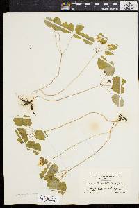 Anemonella thalictroides image