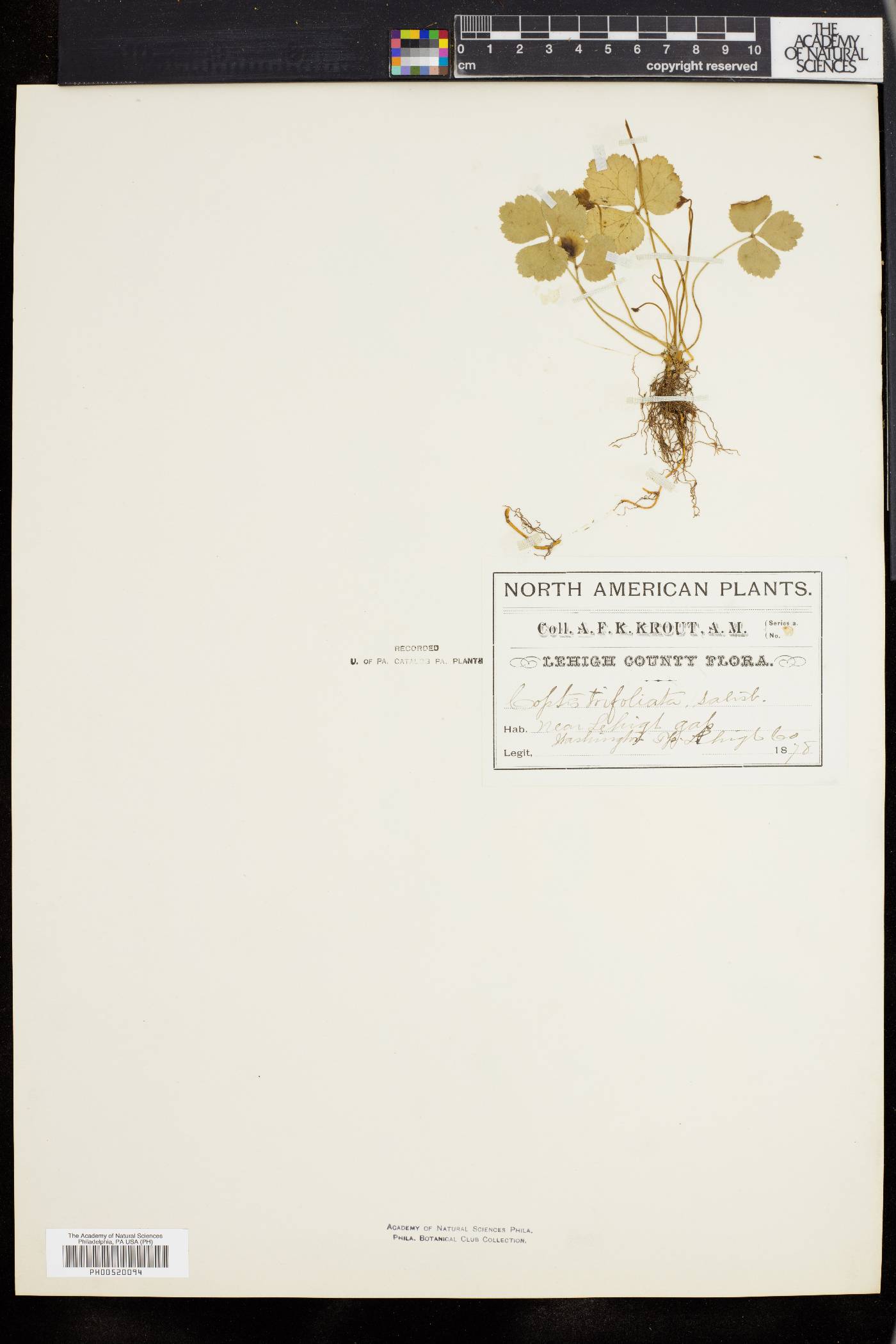 Coptis groenlandica image