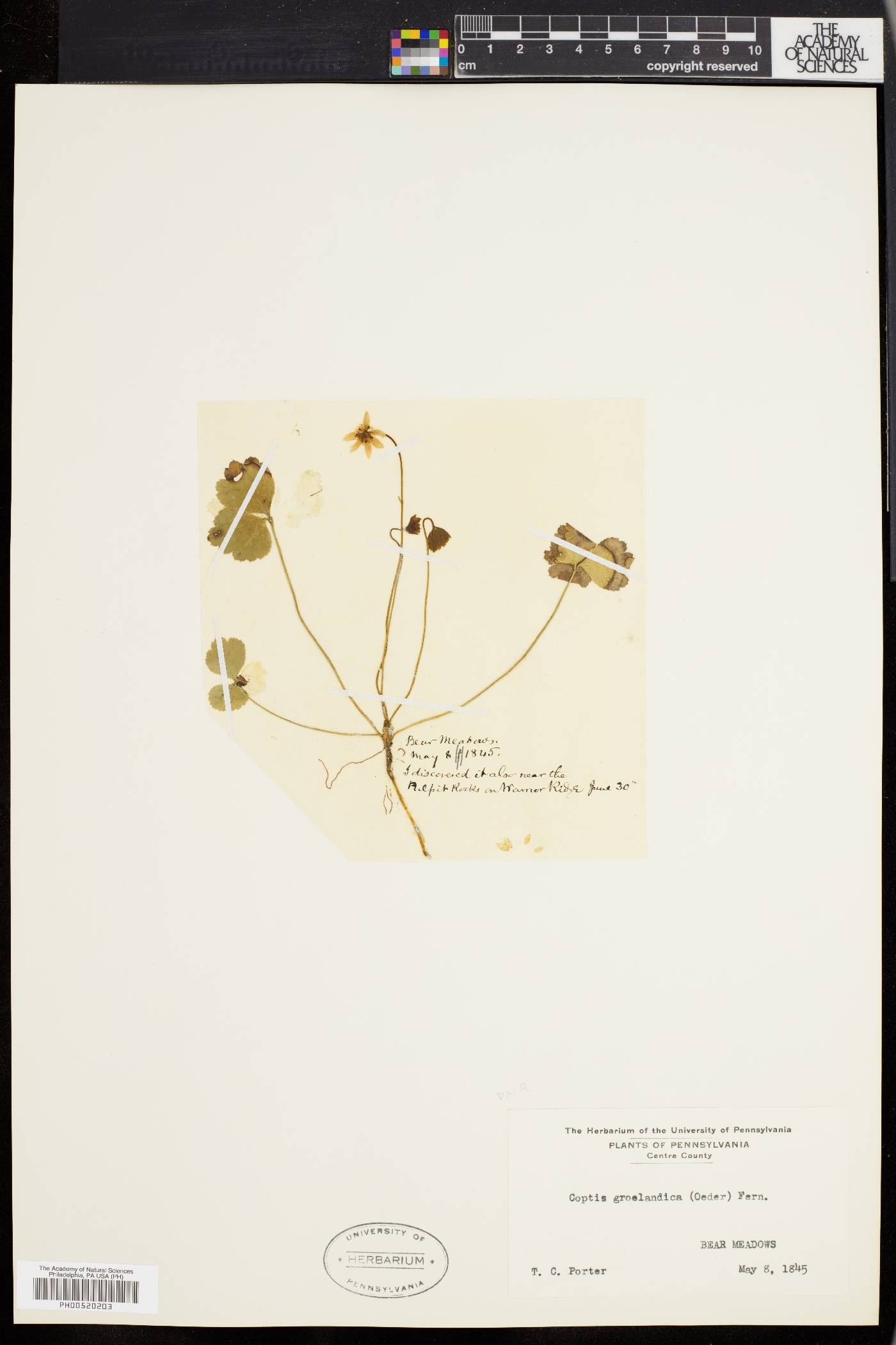 Coptis groenlandica image