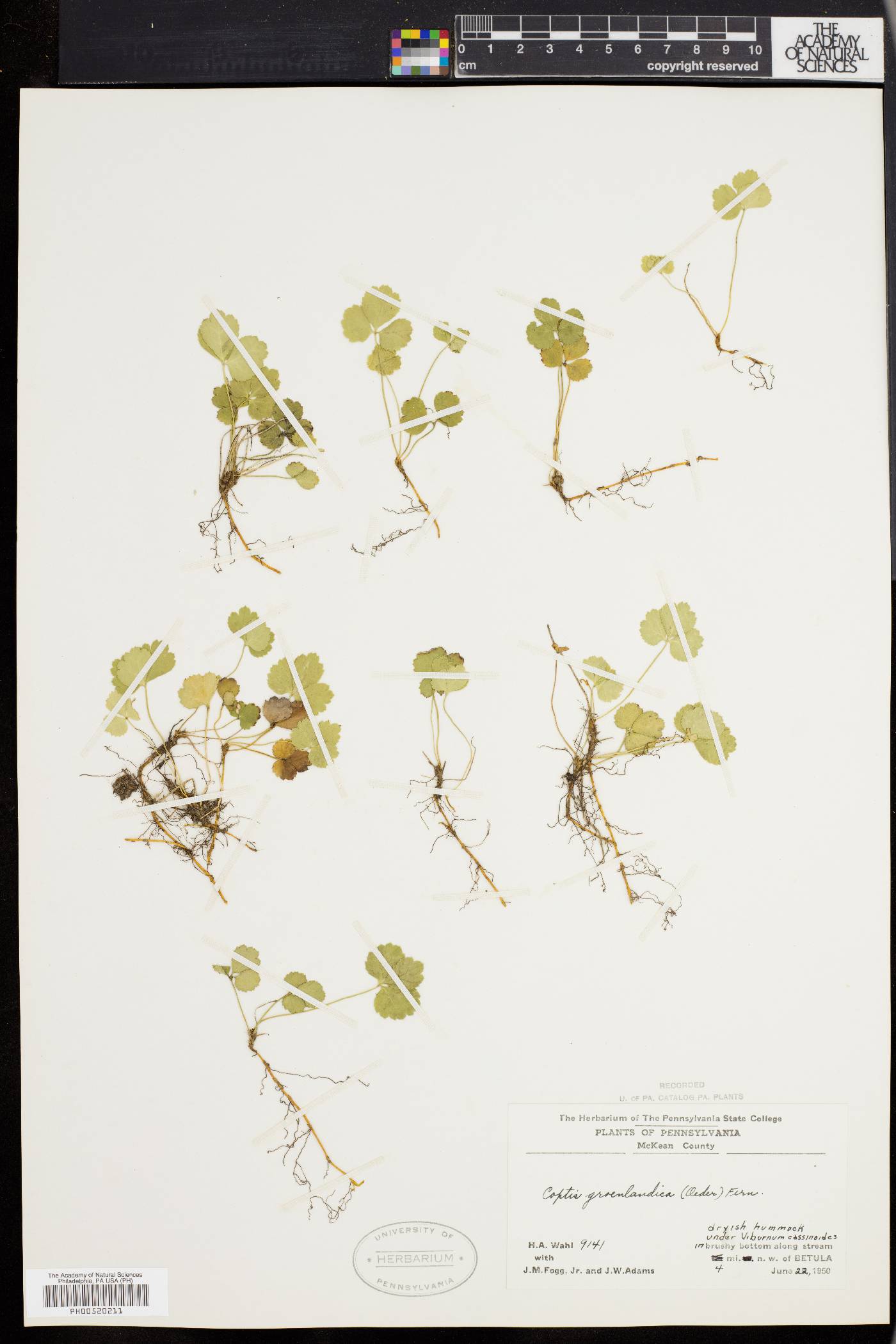 Coptis groenlandica image