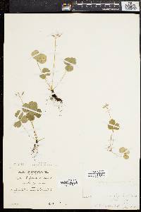 Coptis trifolia image