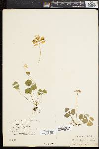 Coptis trifolia image