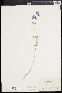 Delphinium ajacis image