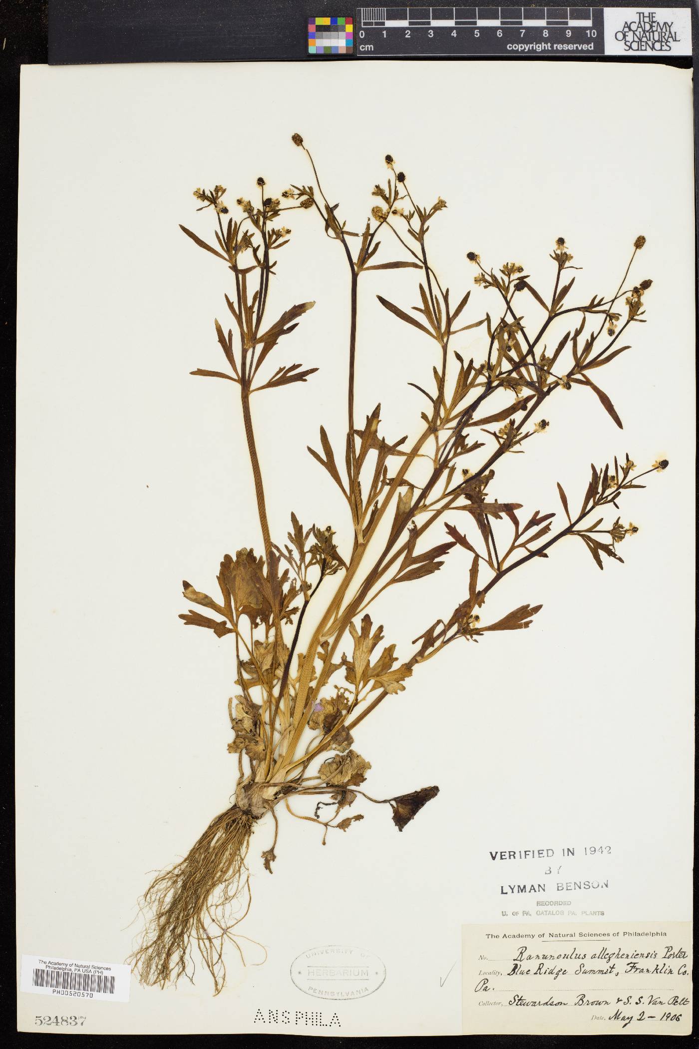 Ranunculus allegheniensis image