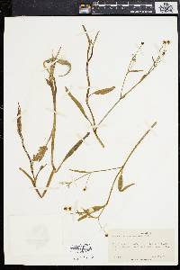 Ranunculus ambigens image