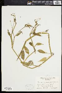 Ranunculus ambigens image