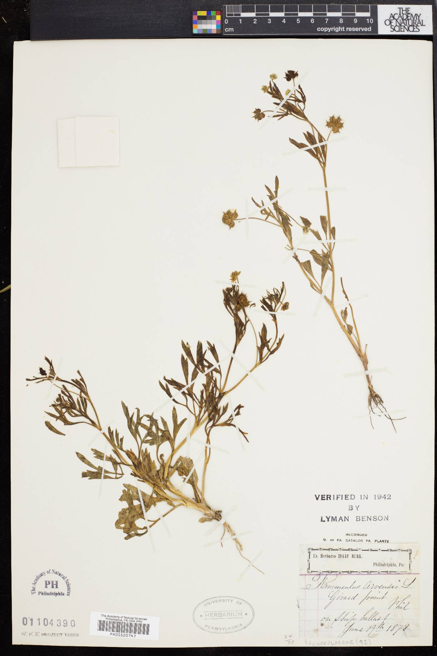 Ranunculus arvensis image