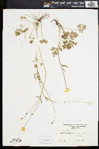 Ranunculus bulbosus image