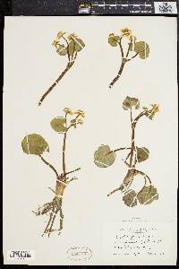 Caltha palustris image