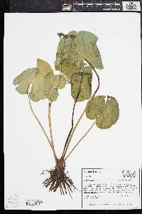 Caltha palustris image