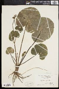 Caltha palustris image