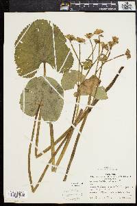 Caltha palustris image