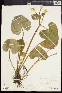 Caltha palustris image