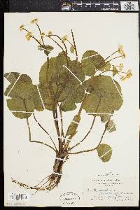 Caltha palustris image